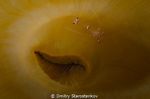 The pretty abstract shot. The planet "Anemone shrimp" is ... by Dmitry Starostenkov 